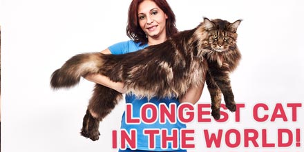 Barivel: Kucing dengan tubuh terpanjang