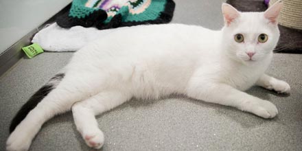 Jalan keluar bersama Battersea Dogs and Cats Home