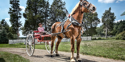Big Jake, kuda tertinggi di dunia