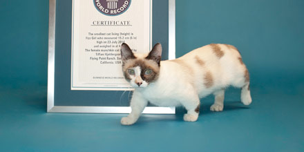 Kucing terpendek (mantan pemegang rekor)