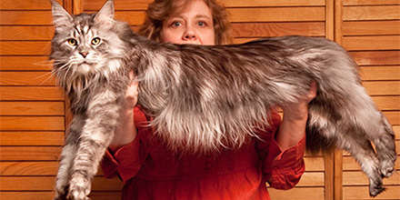 Woman holding large cat