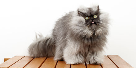 Bulu terpanjang (mantan pemegang rekor)