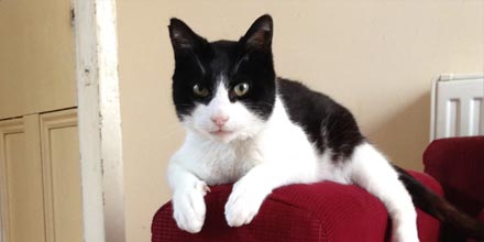 Dengkuran terkeras oleh kucing