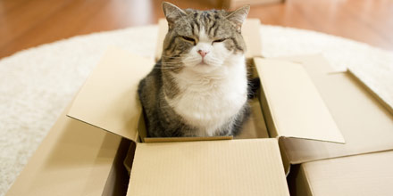 Hewan dengan penonton terbanyak di YouTube (mantan pemegang rekor)