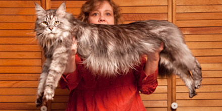 Kucing terpanjang (mantan pemegrang rekor)