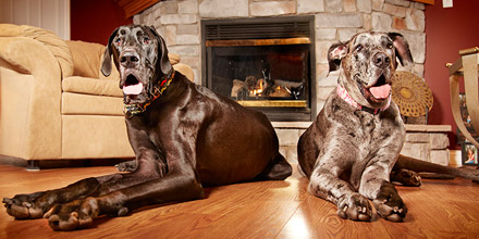 Two tallest female and male dog's next to each other
